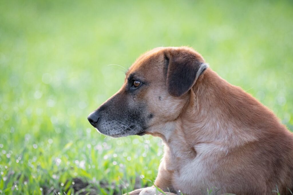 brown-dog-on-grass-looking-left